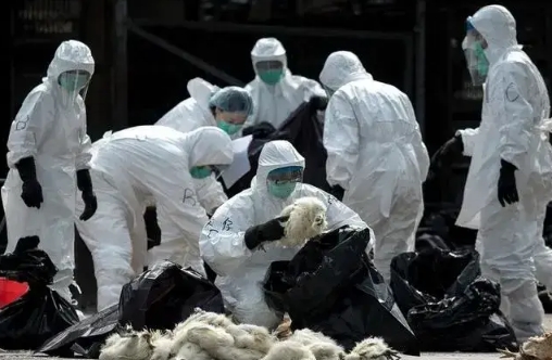 美国出现首例人类感染H5N1禽流感重症病例，疫情在奶牛群中蔓延